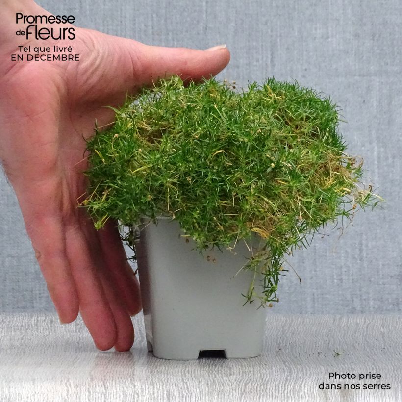 Sagina subulata - Musgo irlandés Maceta de 8/9 cm Ejemplar entregado en invierno