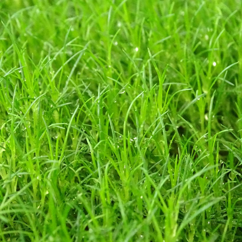 Sagina subulata Scottish Moss - Musgo irlandés (Follaje)