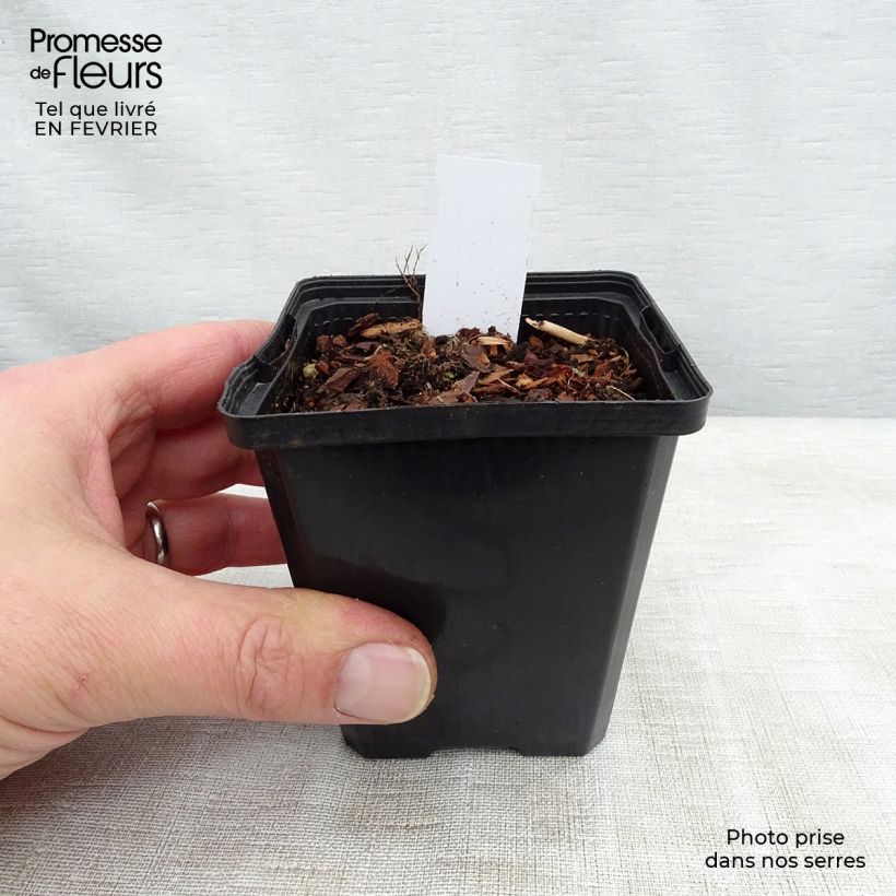 Sagittaria sagittifolia Flore Pleno - Flecha de agua Maceta de 8/9 cm Ejemplar entregado en invierno