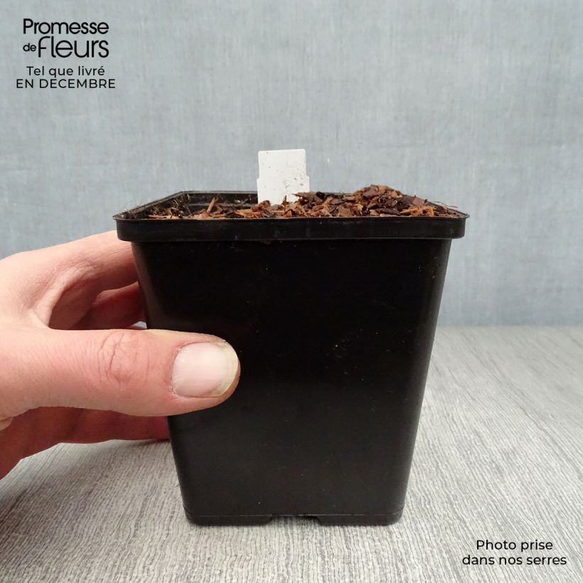 Sagittaria sagittifolia - Flecha de agua Maceta de 8/9 cm Ejemplar entregado en invierno