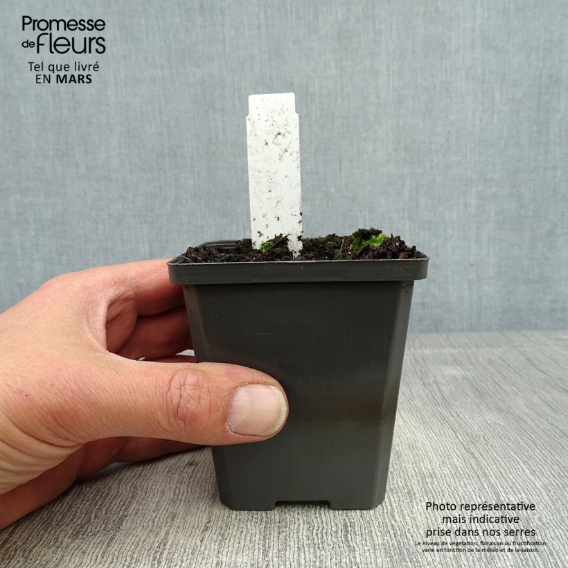 Sagittaria sagittifolia - Flecha de agua Maceta de 8/9 cm Ejemplar entregado en la primavera