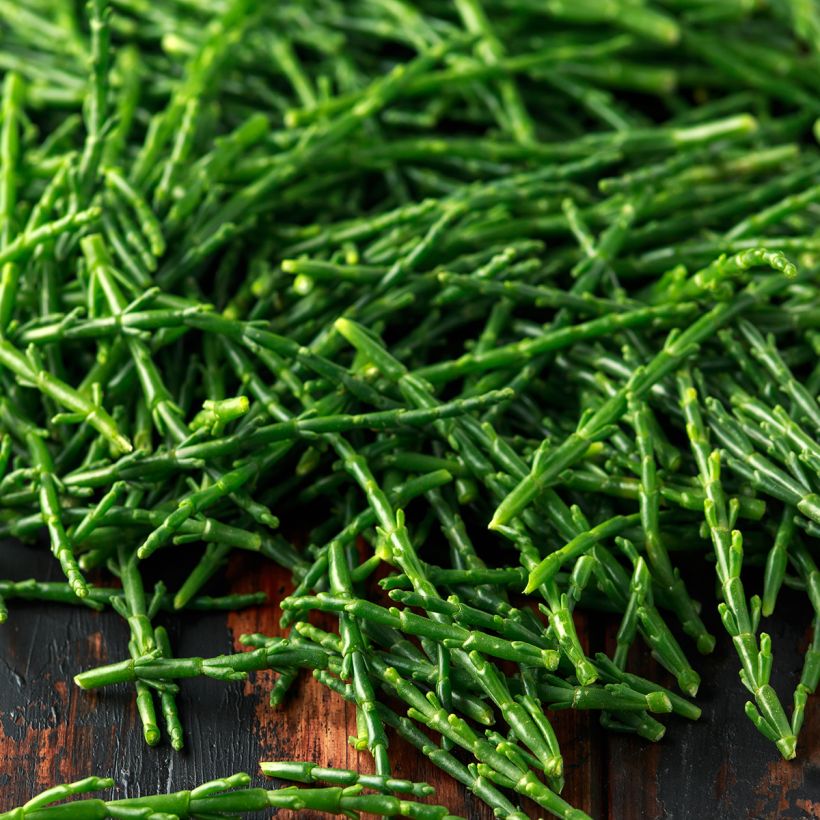 Salicornia - Salicornia europaea (Cosecha)