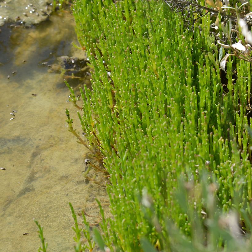 Salicornia - Salicornia europaea (Porte)