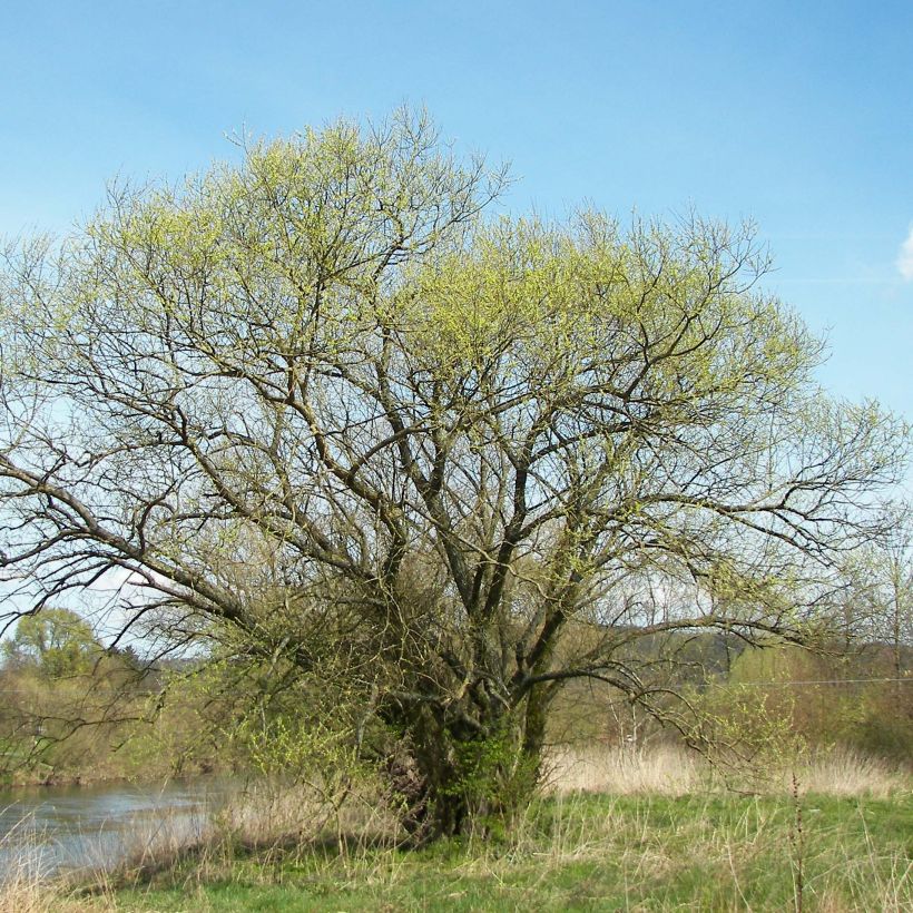 Salix alba - Sauce blanco (Porte)