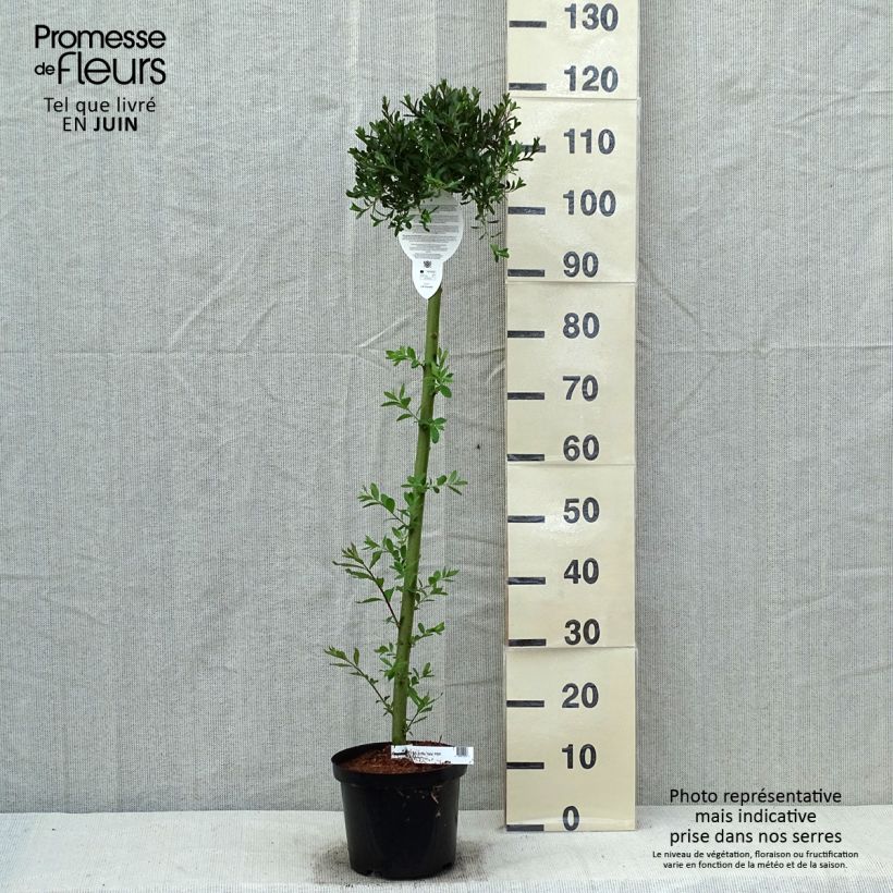 Salix arctica Yalta - Sauce Maceta 4L/5L, Tallo Ejemplar entregado en la primavera