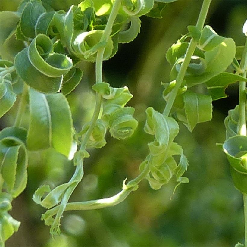 Salix babylonica Crispa - Sauce llorón (Follaje)