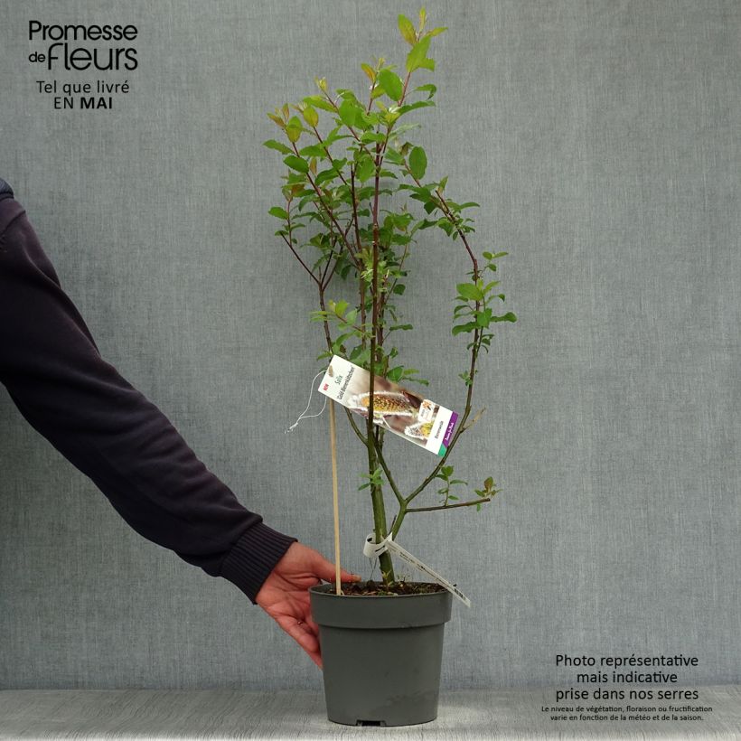 Salix caprea Gold-Bienenkätzchen - Sauce cabruno Maceta 3L/4L Ejemplar entregado en la primavera