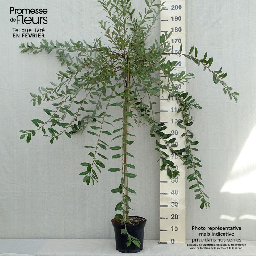 Ejemplar de Salix gracilistyla Mount Aso - Sauce Maceta 6L/7L entregado en otoño
