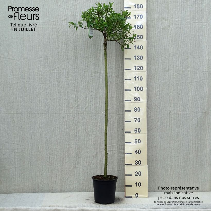 Ejemplar de Salix gracilistyla Mount Aso - Sauce Maceta 6L/7L, Tallo entregado en verano