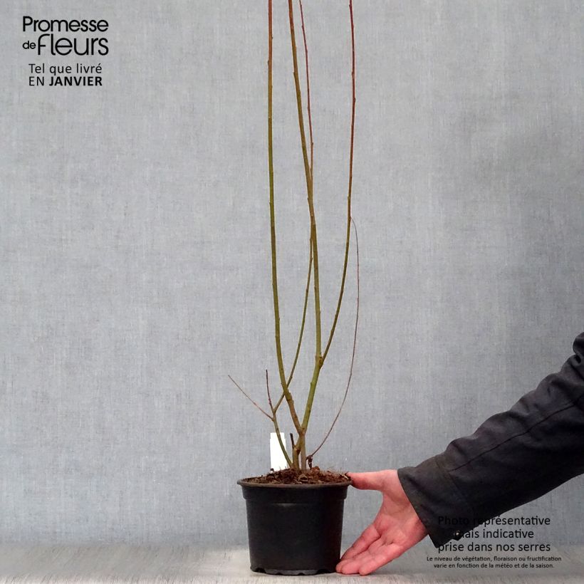 Salix cinerea - Sauce ceniciento Maceta 2L/3L Ejemplar entregado en invierno