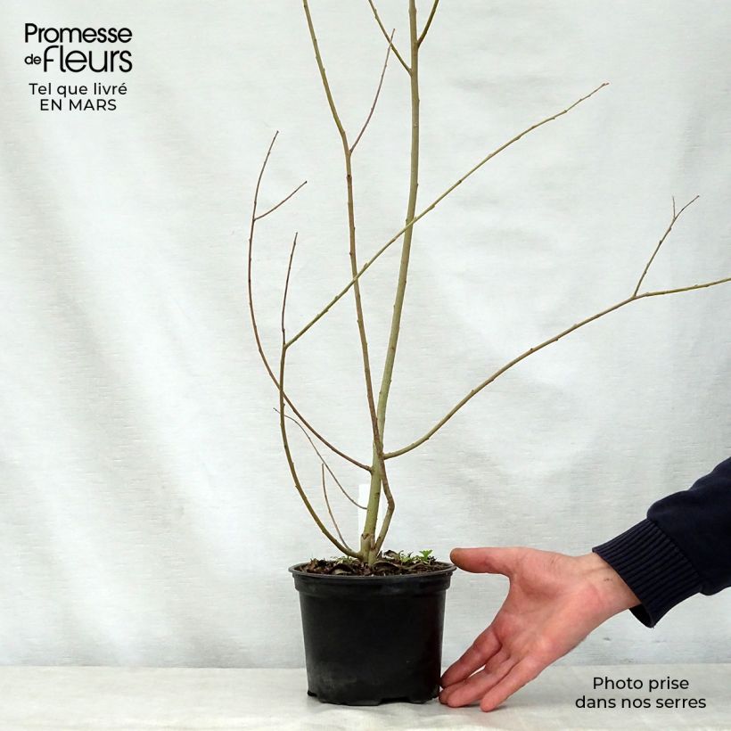 Salix cinerea - Sauce ceniciento Maceta 2L/3L Ejemplar entregado en la primavera