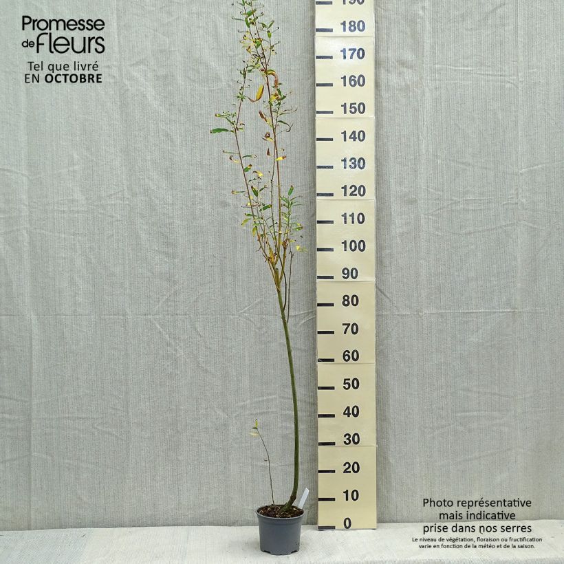 Ejemplar de Salix cinerea - Sauce ceniciento Maceta 2L/3L entregado en otoño
