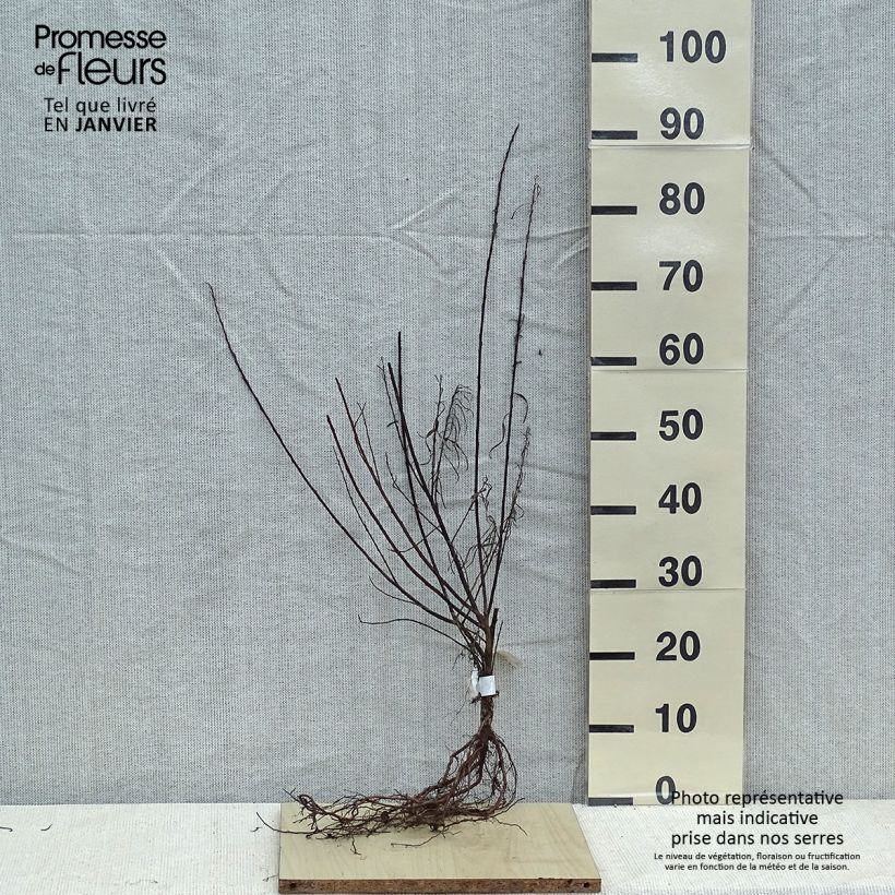 Salix elaeagnos Angustifolia - Sauce gris Raíces desnudas Ejemplar entregado en invierno