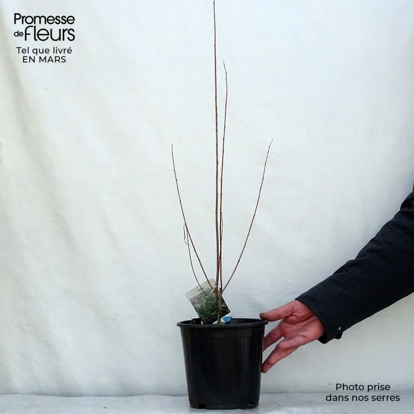 Salix exigua - Sauce de hojas angostas Maceta 3L/4L Ejemplar entregado en la primavera