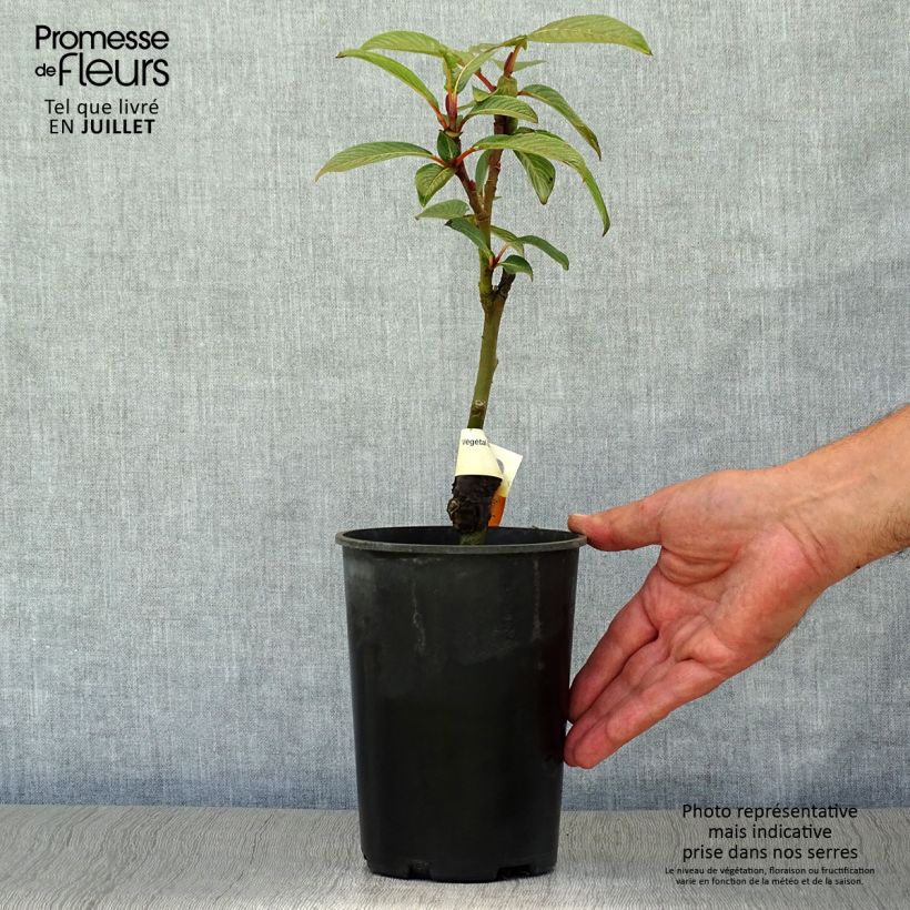 Ejemplar de Salix fargesii - Sauce de Farges Maceta 4L/5L entregado en verano