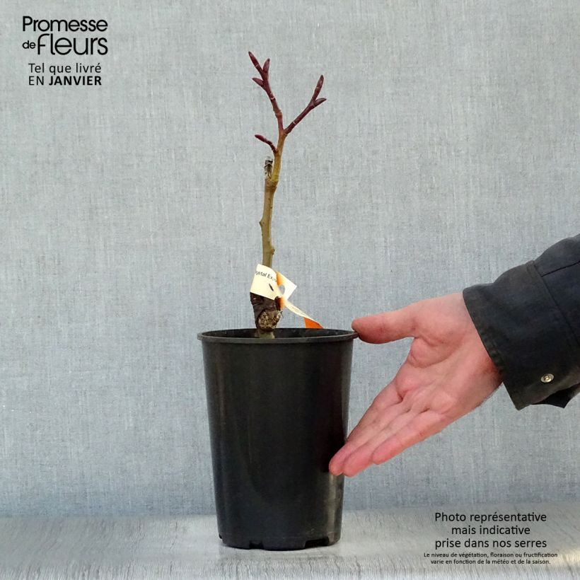 Salix fargesii - Sauce de Farges Maceta 4L/5L Ejemplar entregado en invierno