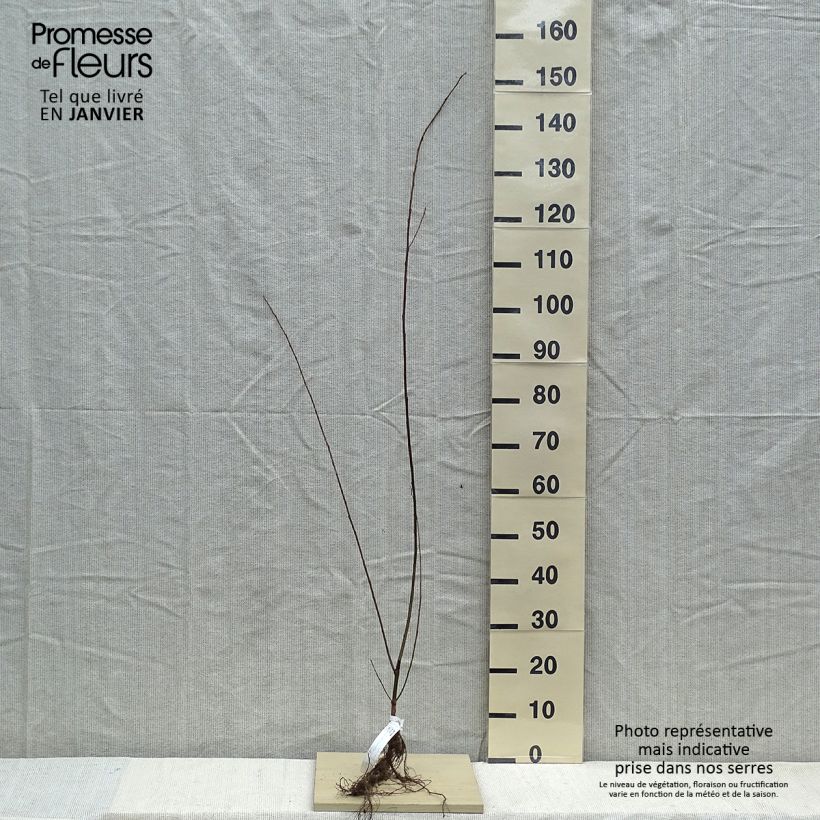 Salix fragilis - Mimbrera frágil Raíces desnudas Ejemplar entregado en invierno