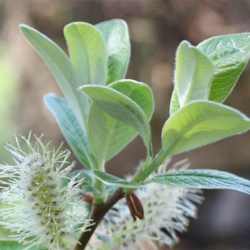 Salix helvetica - Sauce suizo (Follaje)