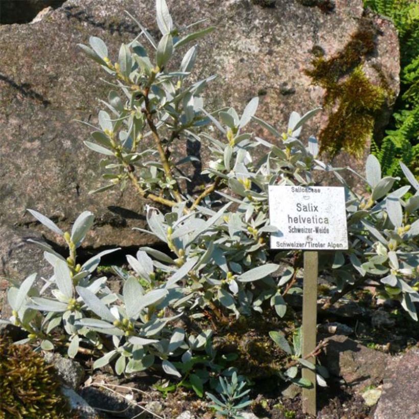 Salix helvetica - Sauce suizo (Porte)
