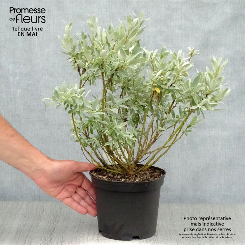 Salix helvetica - Sauce suizo Maceta 2L/3L Ejemplar entregado en la primavera