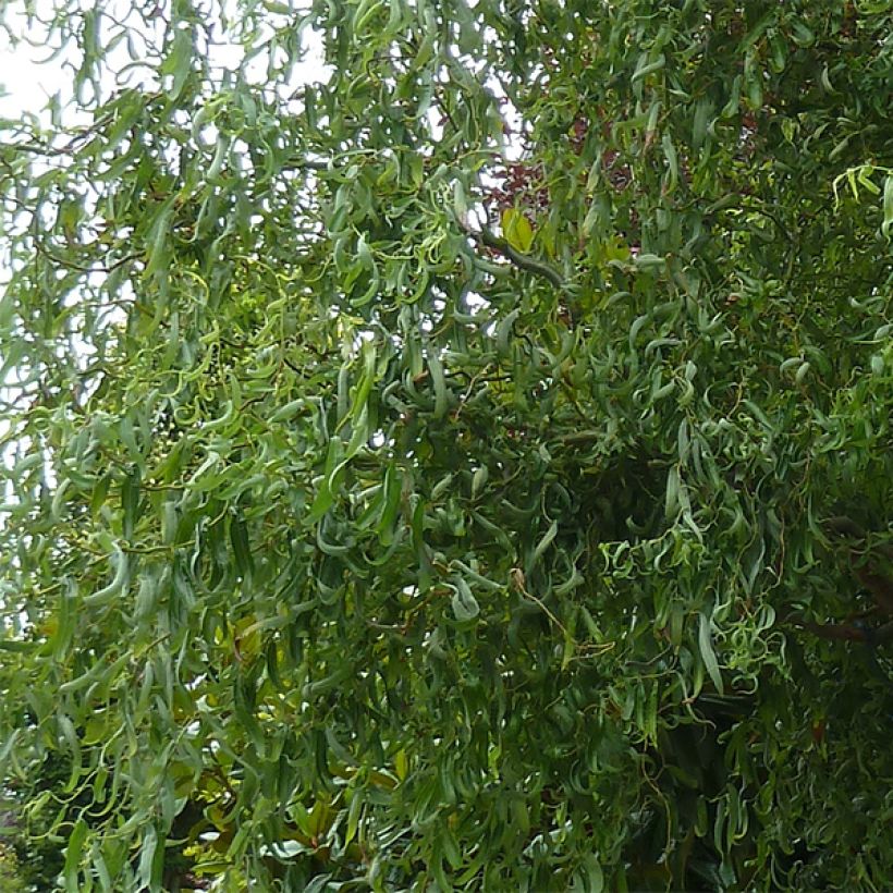 Salix matsudana Tortuosa - Sauce llorón (Follaje)