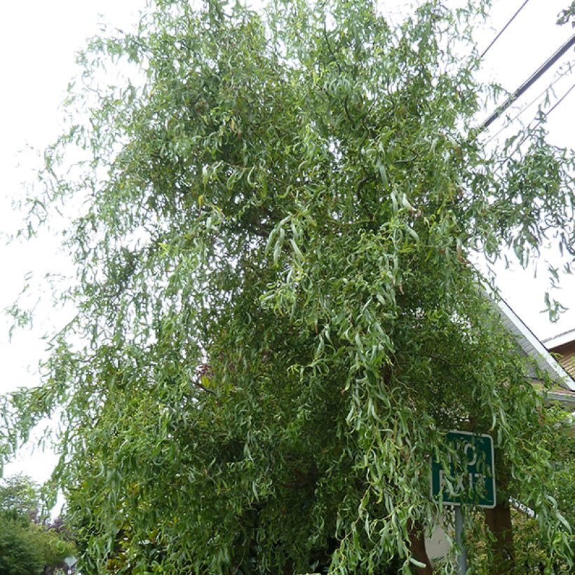 Salix matsudana Tortuosa - Sauce llorón (Porte)