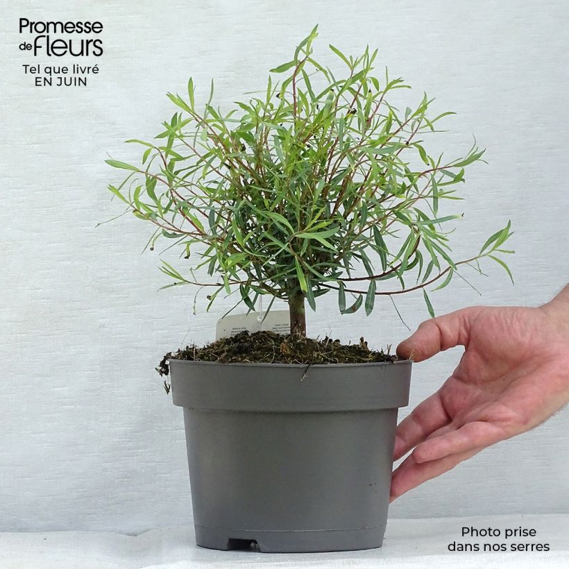 Ejemplar de Salix purpurea Nana - Mimbrera púrpura Maceta 2L/3L entregado en verano