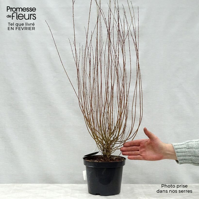Salix purpurea Nana - Mimbrera púrpura Maceta 2L/3L Ejemplar entregado en invierno