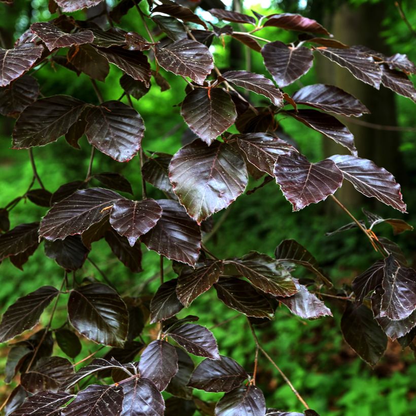 Salix purpurea Nana - Mimbrera púrpura (Follaje)