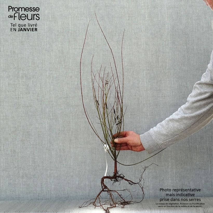 Salix purpurea Nana - Mimbrera púrpura Raíces desnudas Ejemplar entregado en invierno