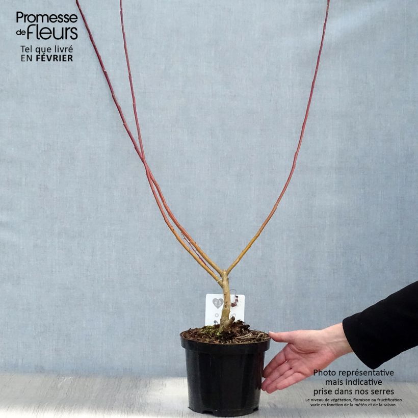 Salix sachalinensis Sekka - Sauce Maceta 3L/4L Ejemplar entregado en invierno