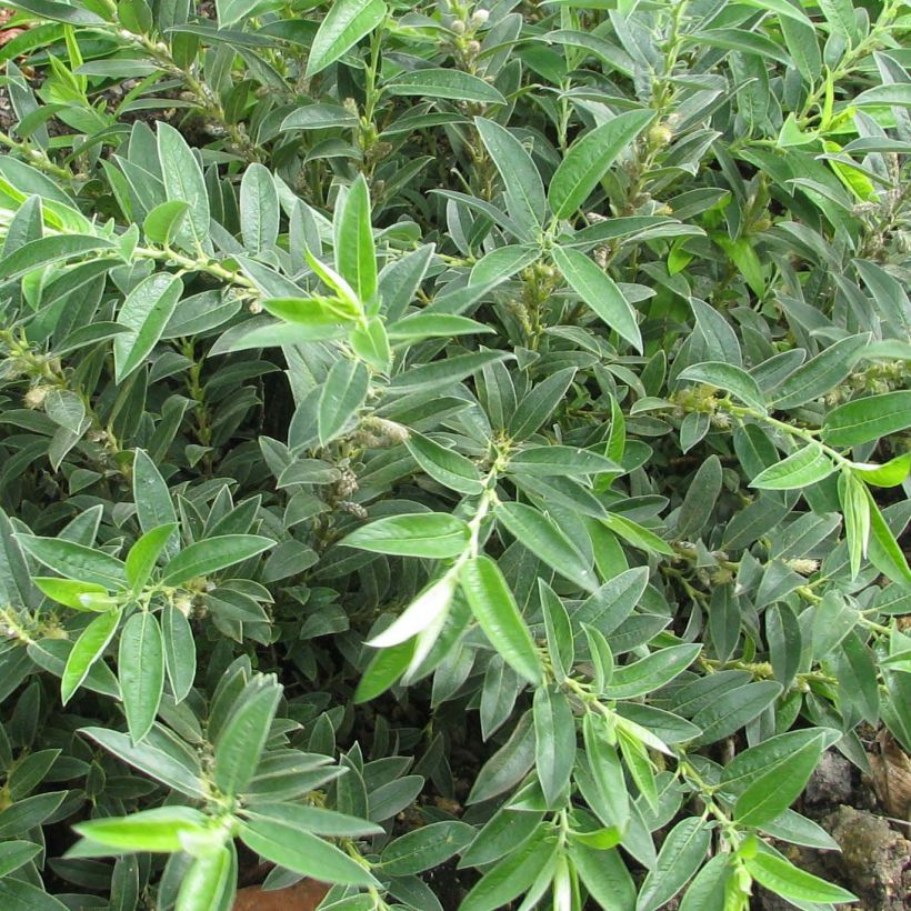 Salix subopposita - Sauce (Follaje)