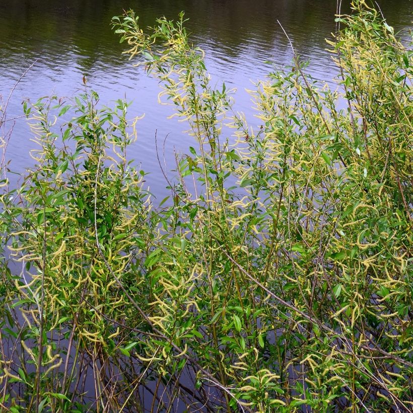 Salix triandra - Mimbrera oscura (Porte)