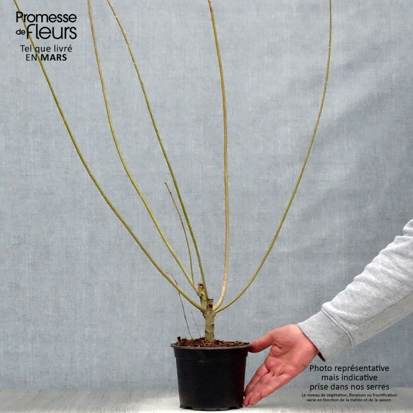 Salix viminalis - Mimbrera blanca Maceta 1,5L/2L Ejemplar entregado en la primavera