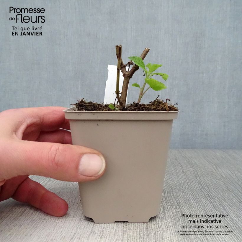 Salvia guaranitica Amante - Salvia azul Maceta de 8/9 cm Ejemplar entregado en invierno