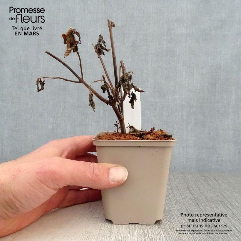 Salvia guaranitica Amante - Salvia azul Maceta de 8/9 cm Ejemplar entregado en la primavera