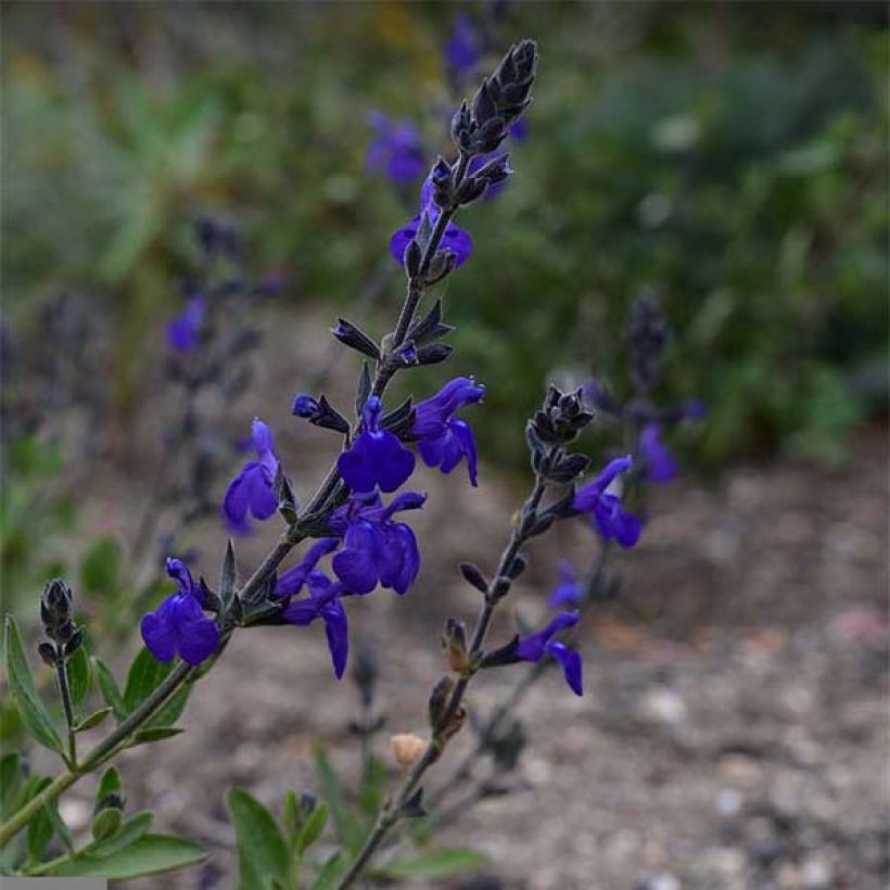 Salvia microphylla Blue Note - Salvia Rosa (Floración)