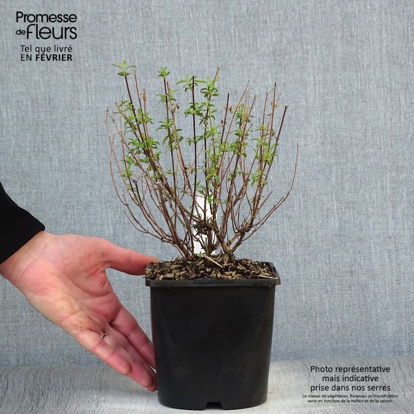 Salvia Delice Feline Maceta 2L/3L Ejemplar entregado en invierno