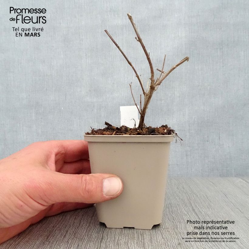 Salvia Delice Gold and Wine Maceta de 8/9 cm Ejemplar entregado en la primavera