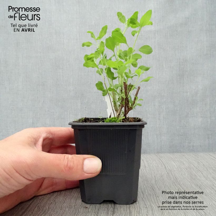 Salvia Dyson's Joy Maceta de 8/9 cm Ejemplar entregado en la primavera