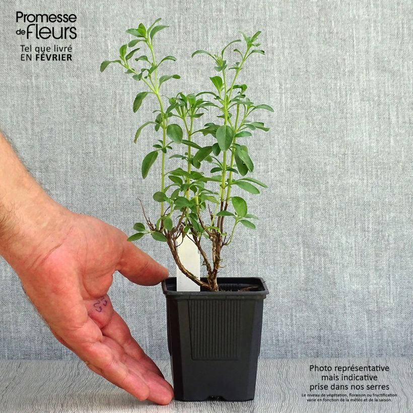 Ejemplar de Salvia Papajan Maceta de 8/9 cm entregado en otoño