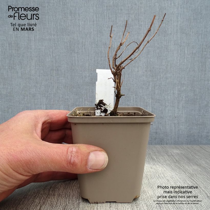 Salvia Papajan Maceta de 8/9 cm Ejemplar entregado en la primavera