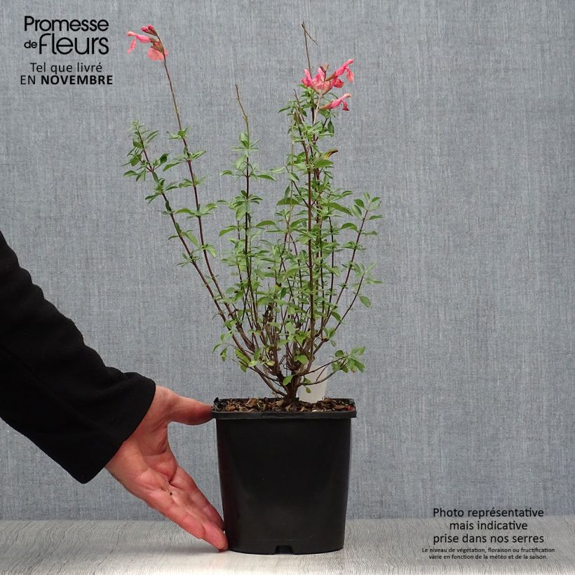 Ejemplar de Salvia Papajan Maceta 2L/3L entregado en otoño