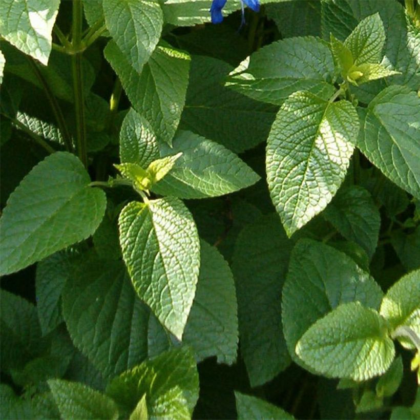 Salvia guaranitica Amistad violet - Salvia azul (Follaje)