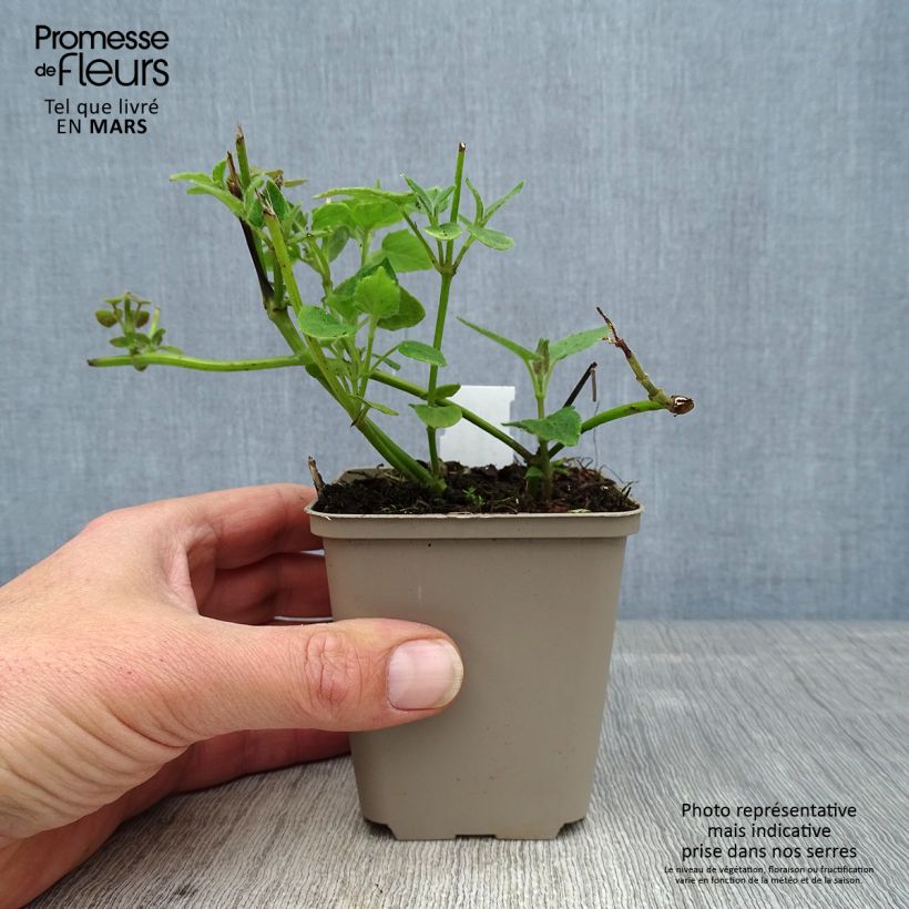 Salvia cacaliifolia Maceta de 8/9 cm Ejemplar entregado en la primavera