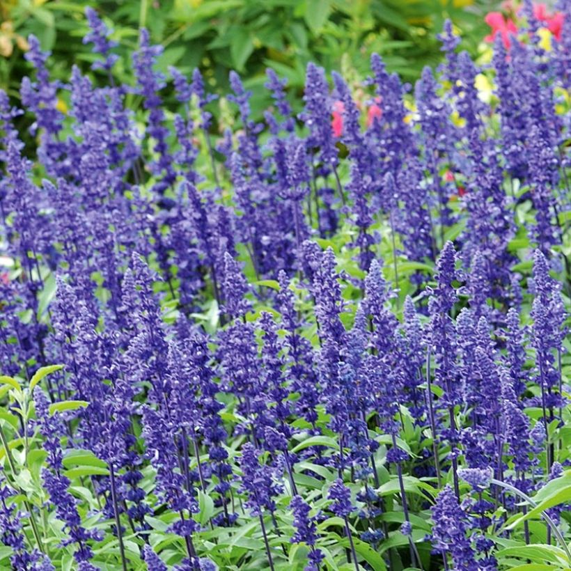 Salvia farinacea Saga bleue - Salvia azul (Floración)