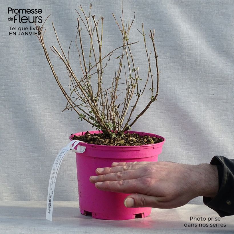 Salvia greggii Icing Sugar - Salvia de otoño Maceta 2L/3L Ejemplar entregado en invierno