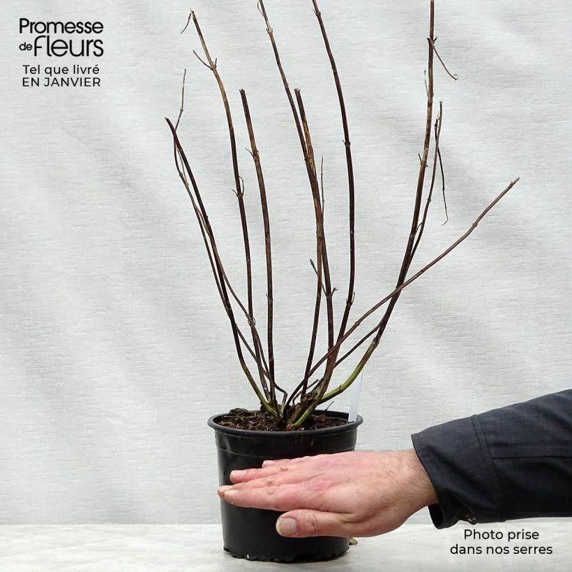 Salvia guaranitica Black and Blue - Salvia azul Maceta 2L/3L Ejemplar entregado en invierno