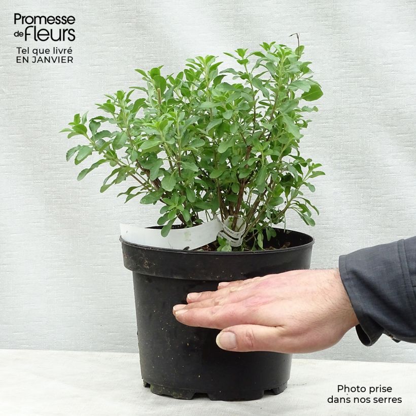 Salvia jamensis Flammenn Maceta 2L/3L Ejemplar entregado en invierno