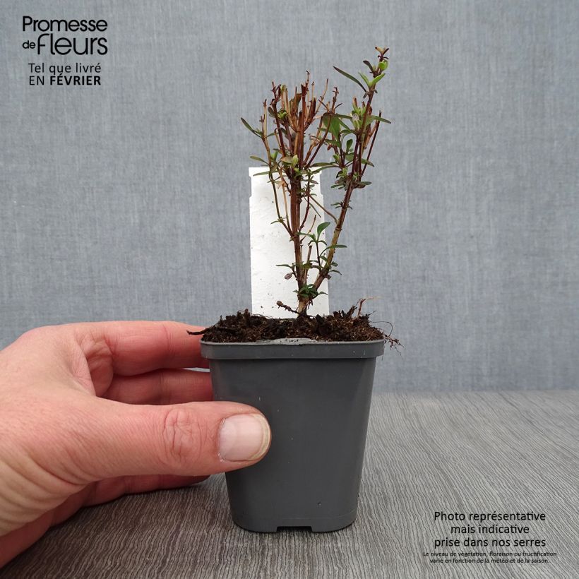 Salvia jamensis Violette de Loire Maceta de 7/8 cm Ejemplar entregado en invierno